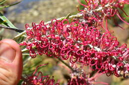 Image of Grevillea gillivrayi Hook.