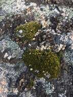 Image of grimmia dry rock moss