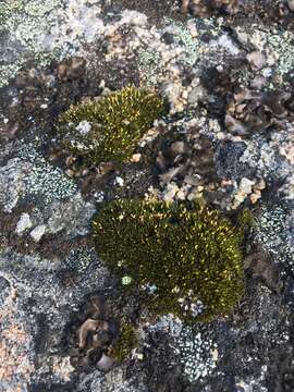 Image of grimmia dry rock moss