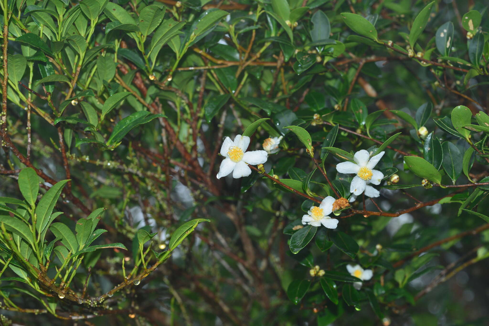 Image of Camellia brevistyla (Hayata) Cohen-Stuart