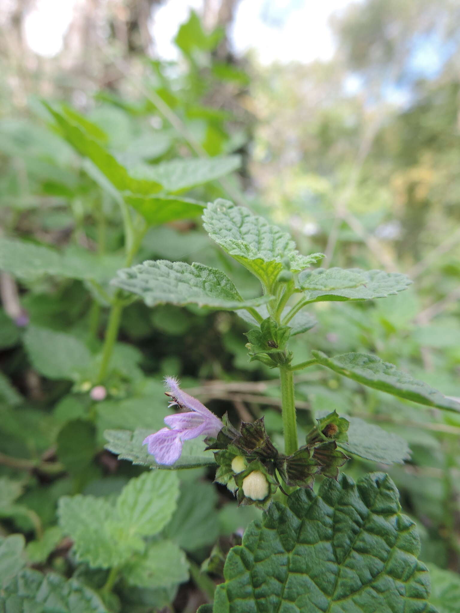 Image of Ballota nigra subsp. meridionalis (Bég.) Bég.