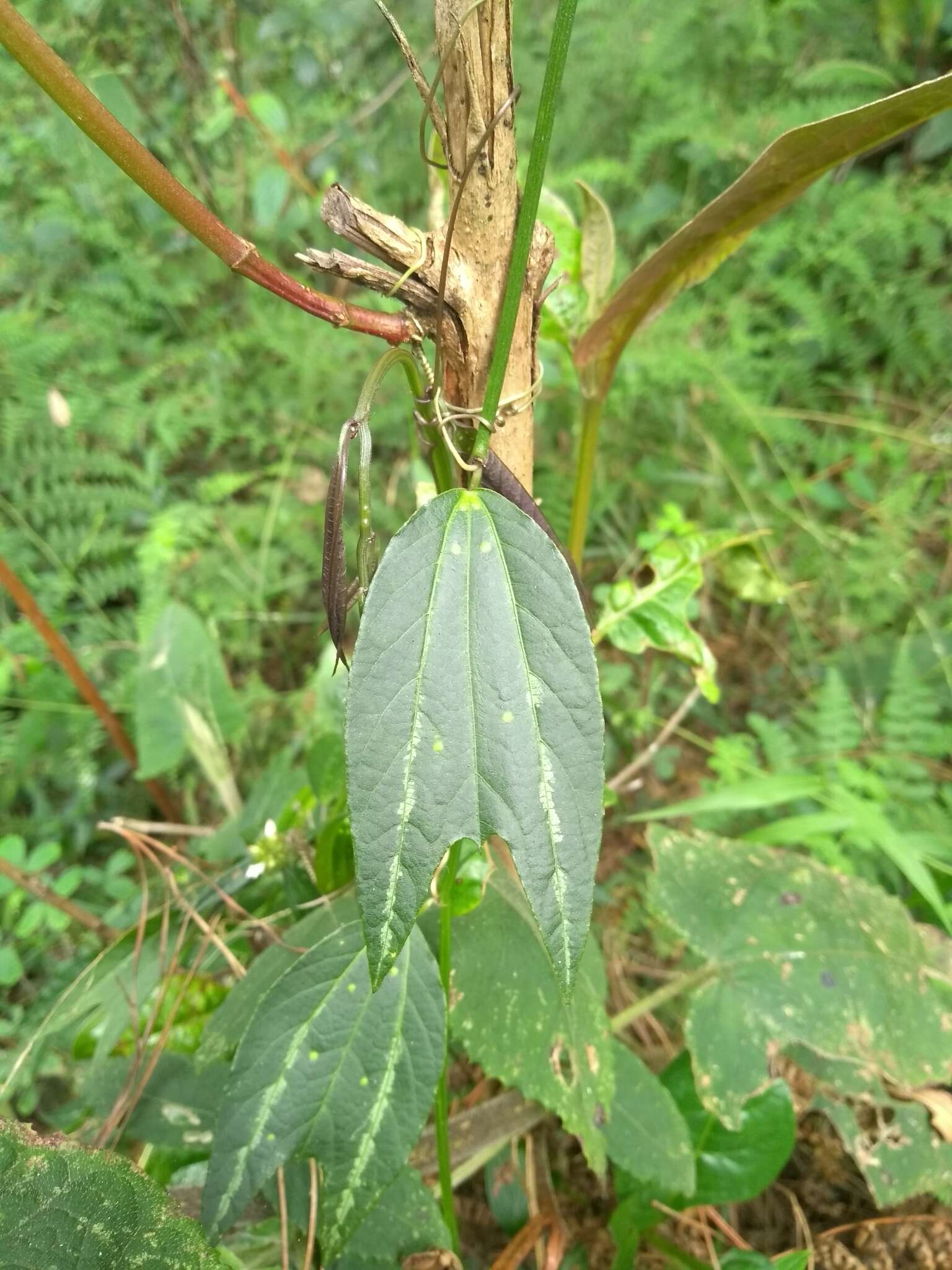 Image of Passiflora chelidonea Mast.