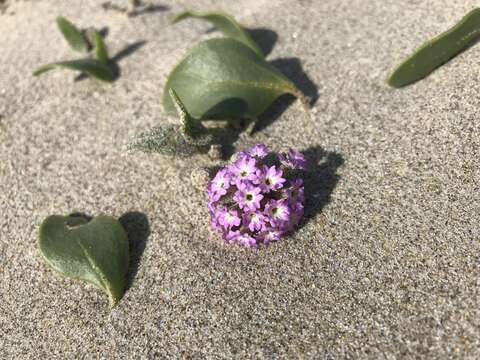 Image of pink sand verbena