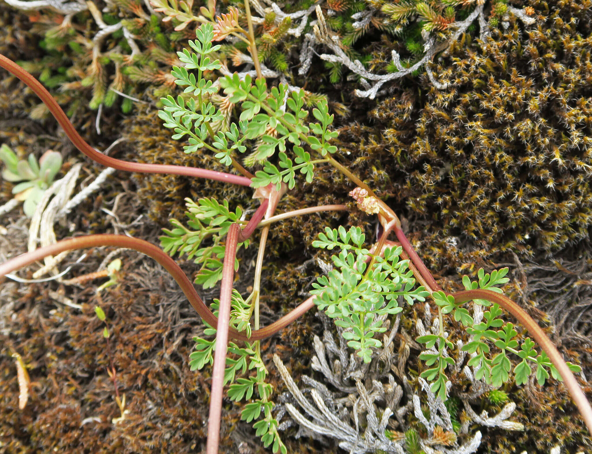 Lomatium hendersonii (Coult. & Rose) Coult. & Rose的圖片