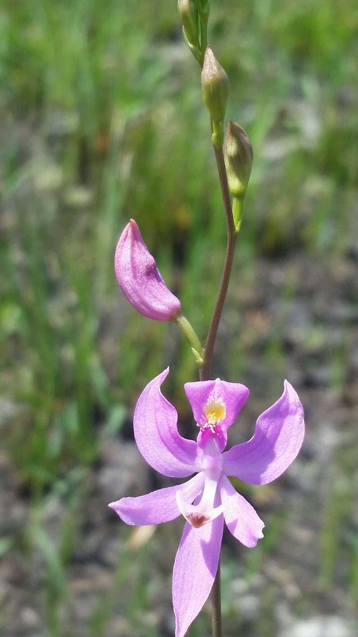 Image of Pale grass-pink