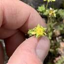 Image de Ivesia baileyi subsp. setosa (S. Wats.) Keck