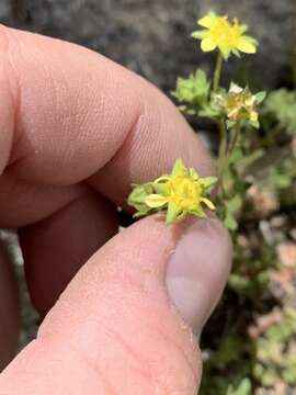 Image of Bailey's ivesia