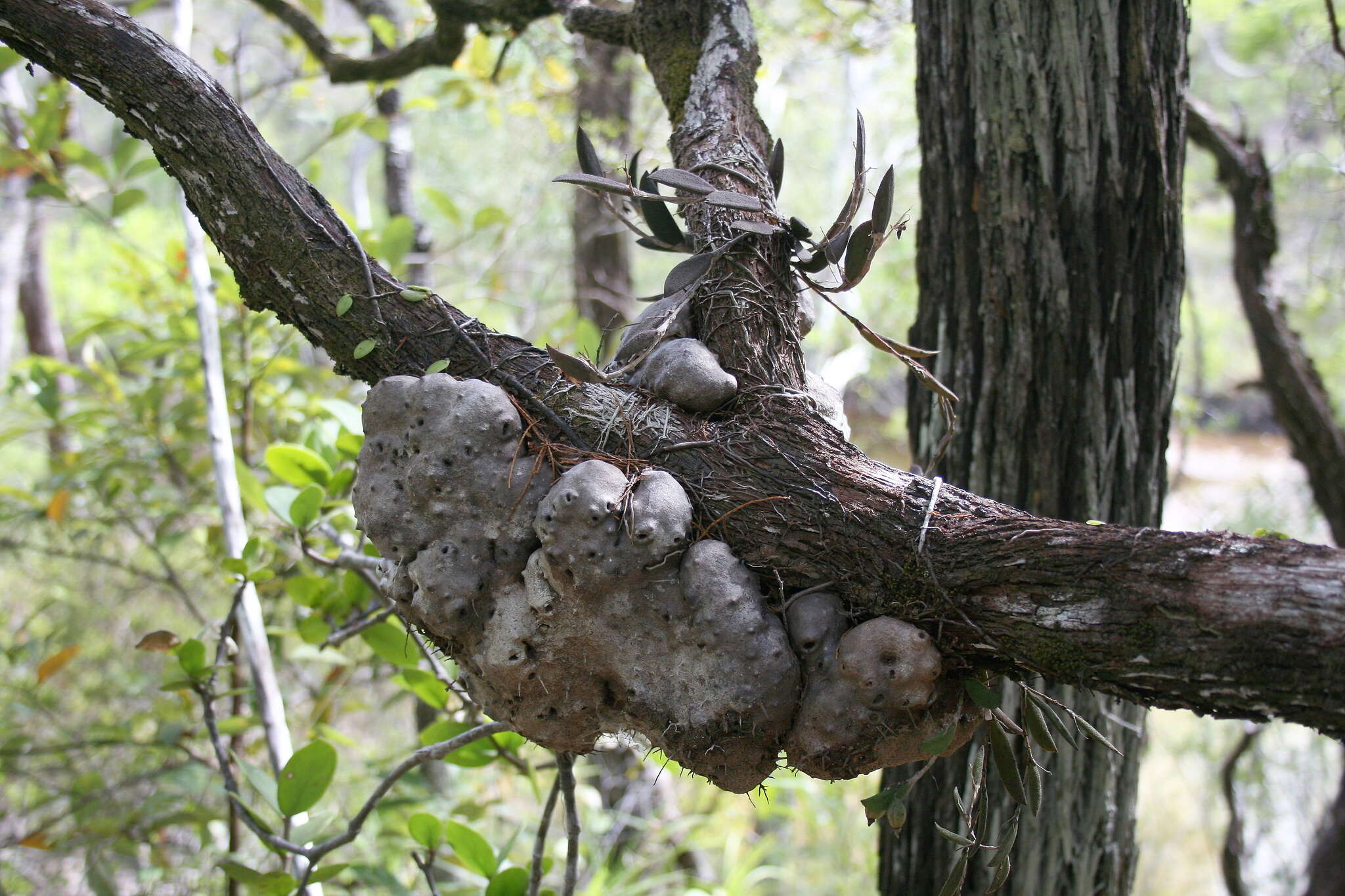 Image of Hydnophytum moseleyanum Becc.