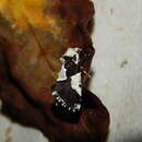 Image of Leucotrachea leucomelanica Janse 1940