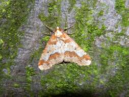 Image of mottled umber