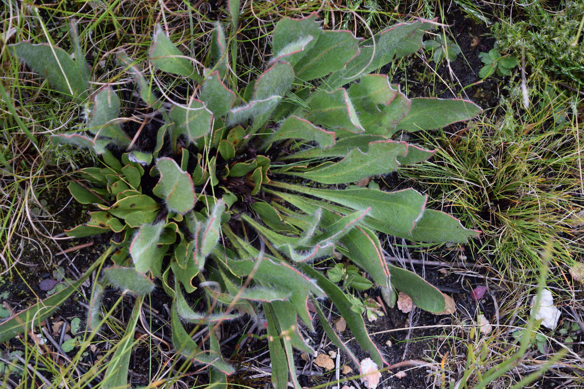 Image of harts-tongue-fern sugarbush