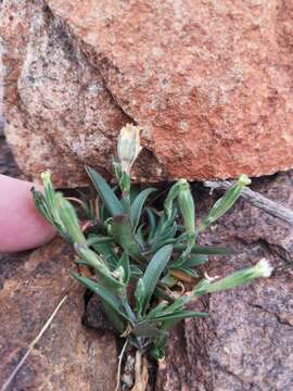 Image of Silene aethiopica subsp. aethiopica