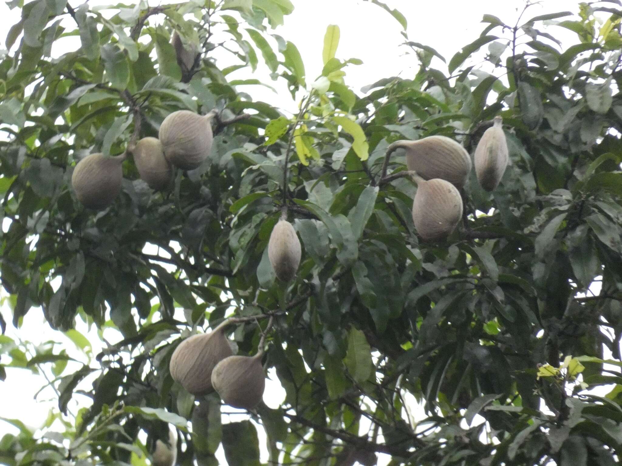 Imagem de Aspidosperma spruceanum Benth. ex Müll. Arg.