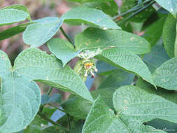 Plancia ëd Dalechampia pernambucensis Baill.