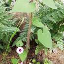 Image of Ipomoea grandifolia (Damm.) O'Donell
