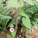 Image de Ipomoea grandifolia (Damm.) O'Donell