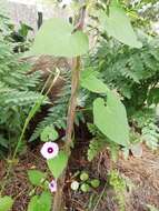 Image of Ipomoea grandifolia (Damm.) O'Donell