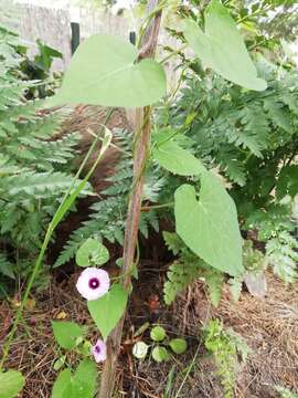 Image de Ipomoea grandifolia (Damm.) O'Donell