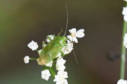 Image of Lygocoris