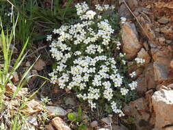 Image de Arabette des Alpes