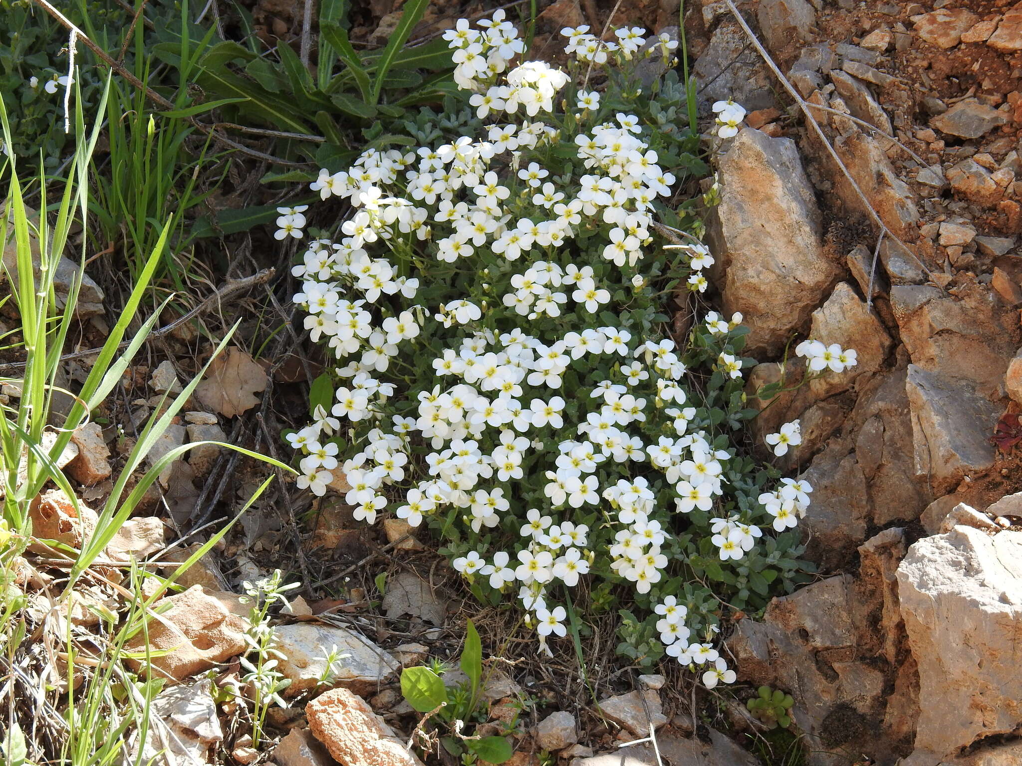 Image de Arabette des Alpes