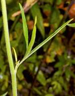 Delphinium carolinianum subsp. vimineum (D. Don) M. J. Warnock的圖片