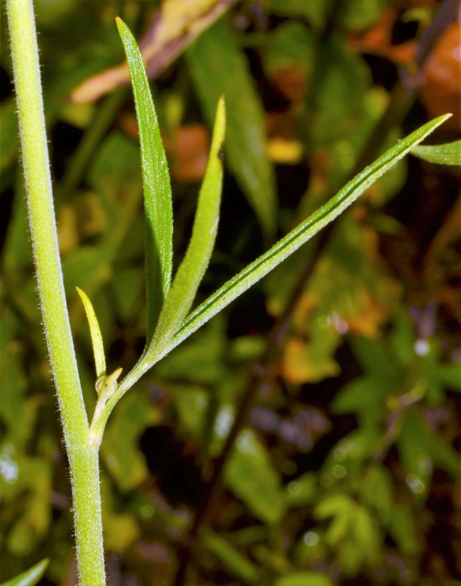 Delphinium carolinianum subsp. vimineum (D. Don) M. J. Warnock的圖片