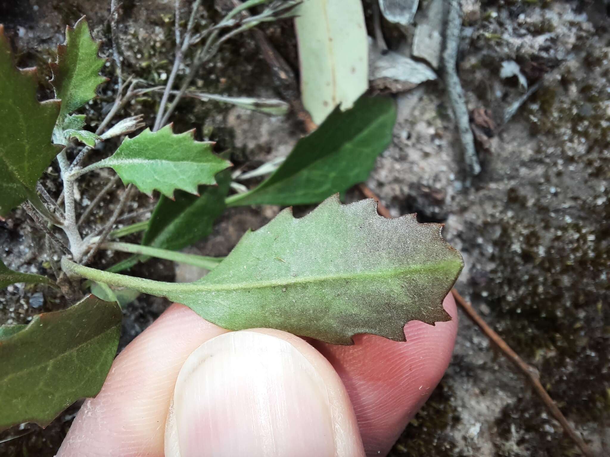 Image of Goodenia hederacea subsp. hederacea