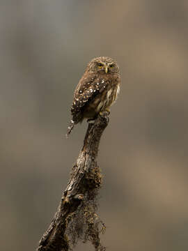 Image of Yungas Pygmy Owl