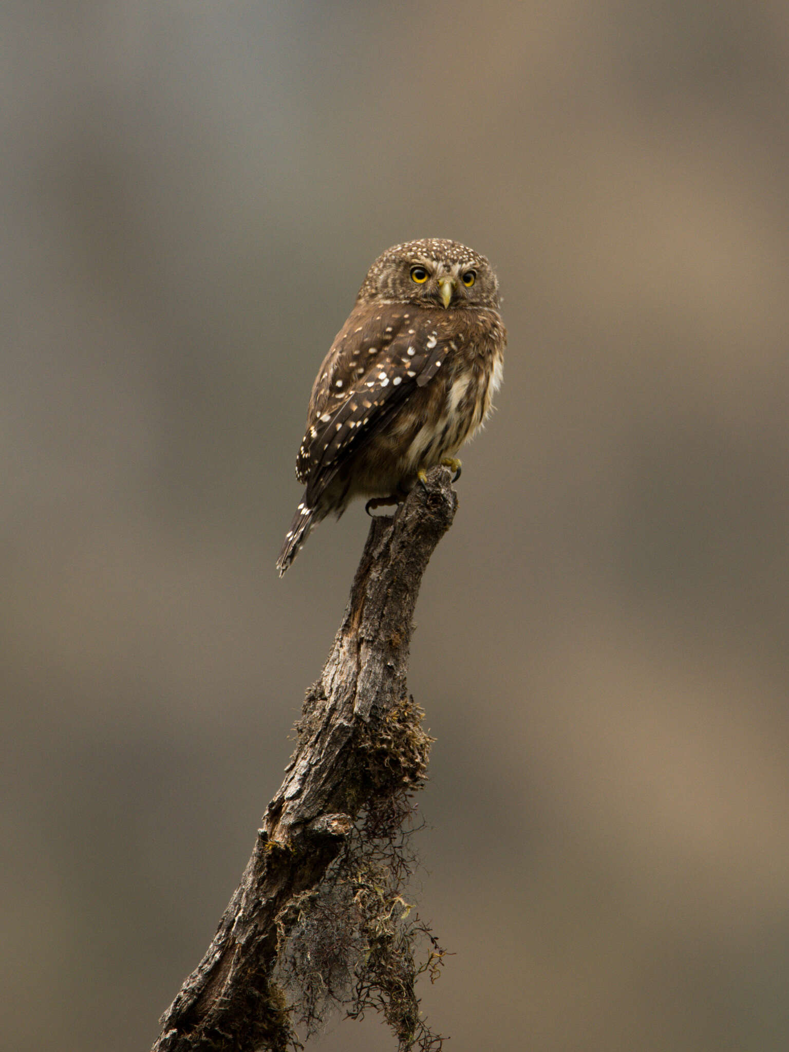 صورة Glaucidium bolivianum König & C 1991