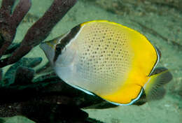 Image of Crochet Butterflyfish