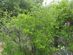 Слика од Crataegus reverchonii Sarg.