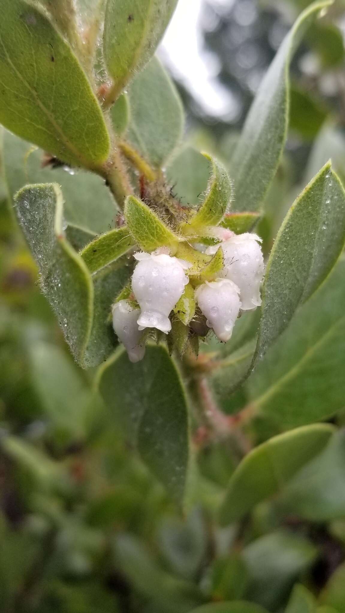 Image of Eastwood's manzanita