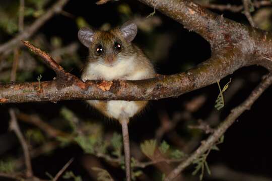 Image of Acacia Rat