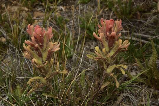 Image of Salmon Creek Indian paintbrush