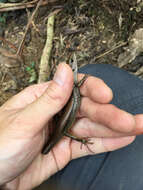 Image of Indian Forest Skink