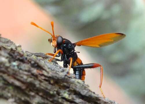 Image of Diochlistus auripennis (Westwood 1835)