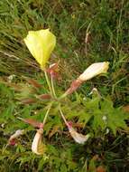 Image of redsepal evening primrose