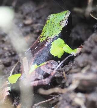 Image de Mantella nigricans Guibé 1978