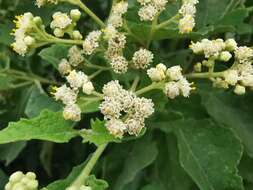 Image of Parthenium fruticosum Less.