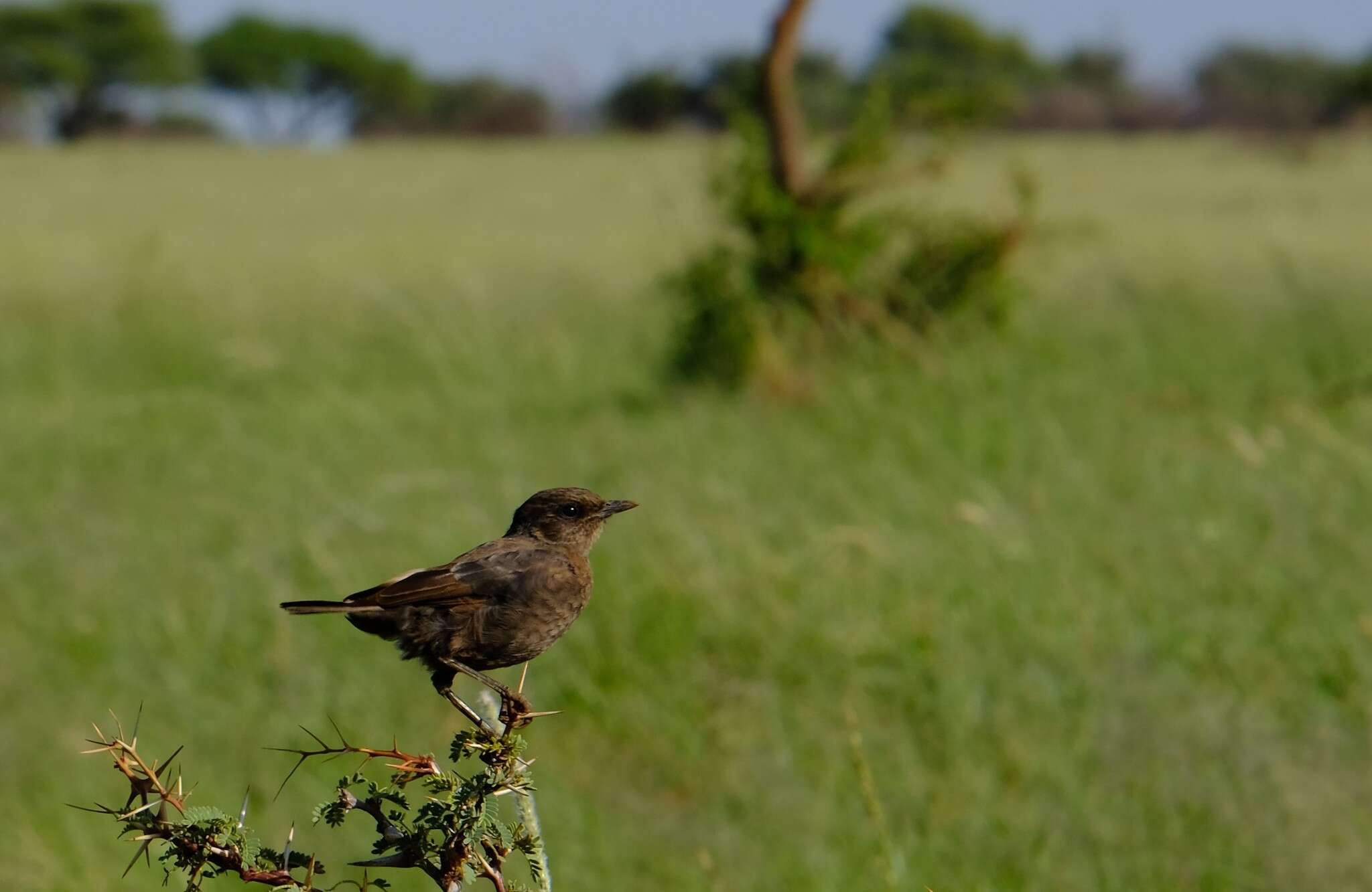 Image of Ant-eating Chat