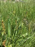 Plantago macrocarpa Cham. & Schltdl. resmi