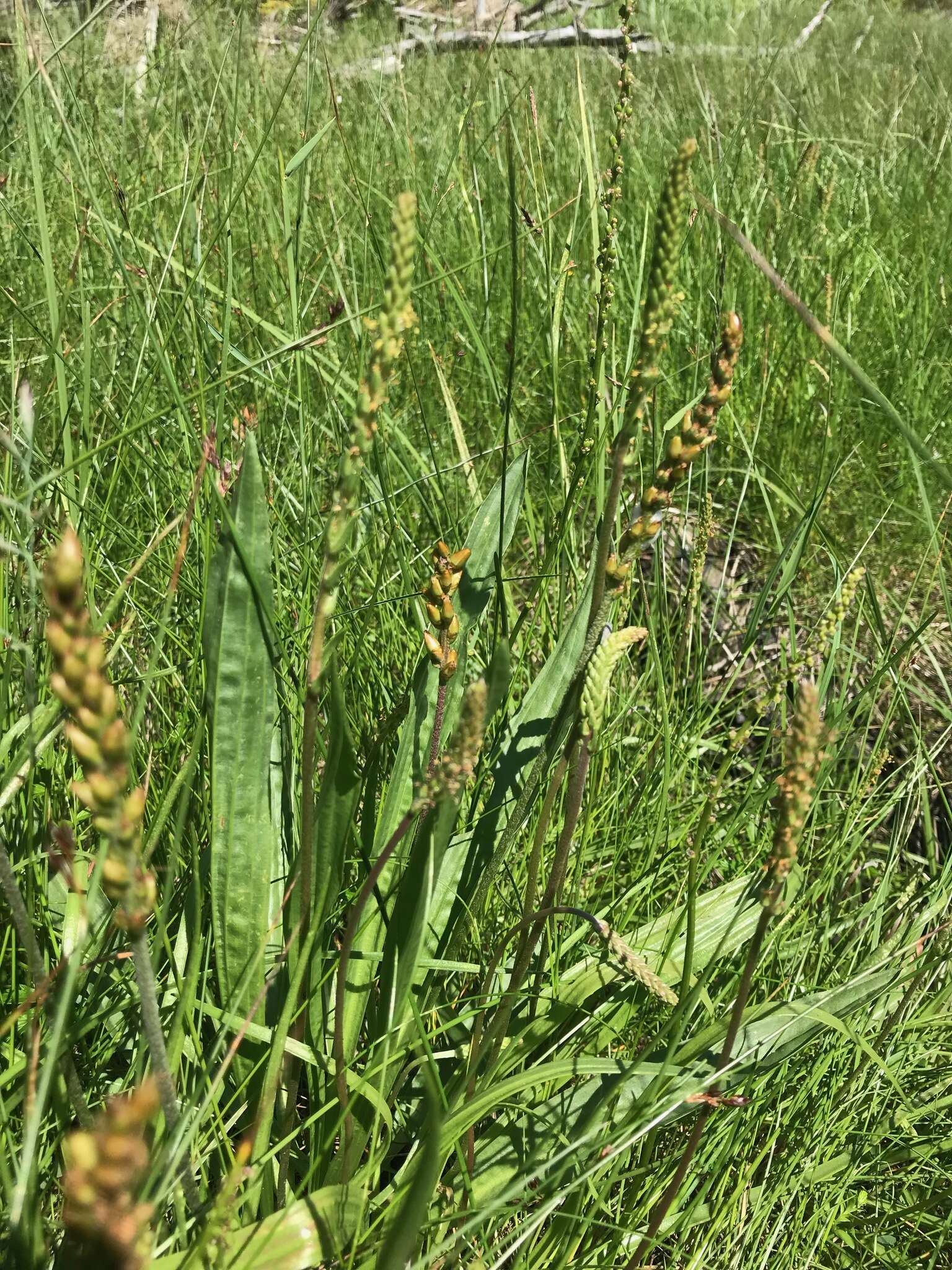 Image of Alaska Plantain