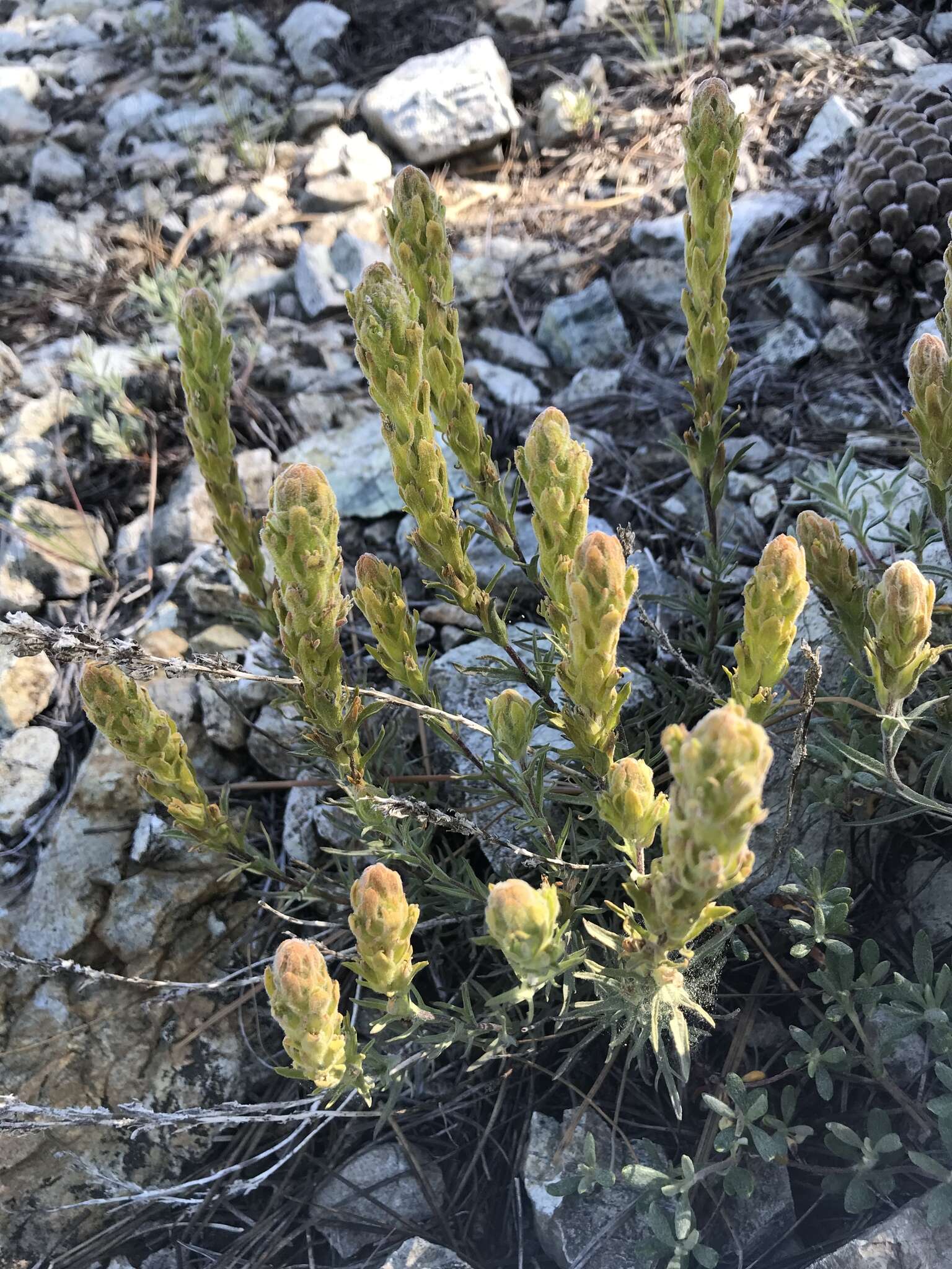 Image of cobwebby Indian paintbrush