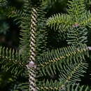 Sivun Abies pinsapo var. pinsapo kuva