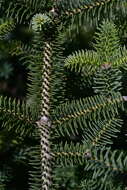 Image of Abies pinsapo var. pinsapo