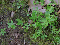 Image of common cinquefoil