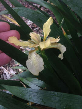 Image of stinking iris