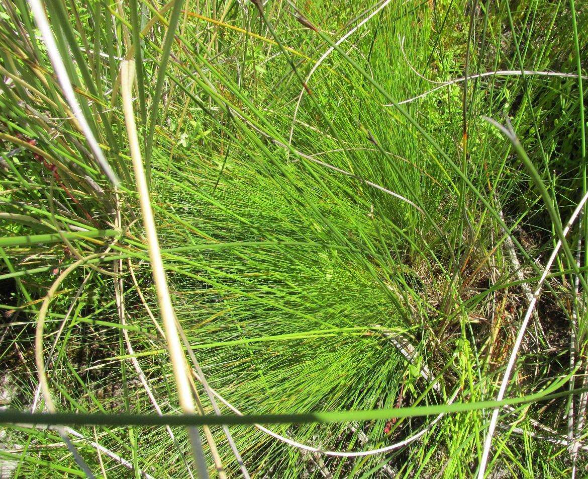 Imagem de Tetraria ligulata (Boeckeler) C. B. Clarke