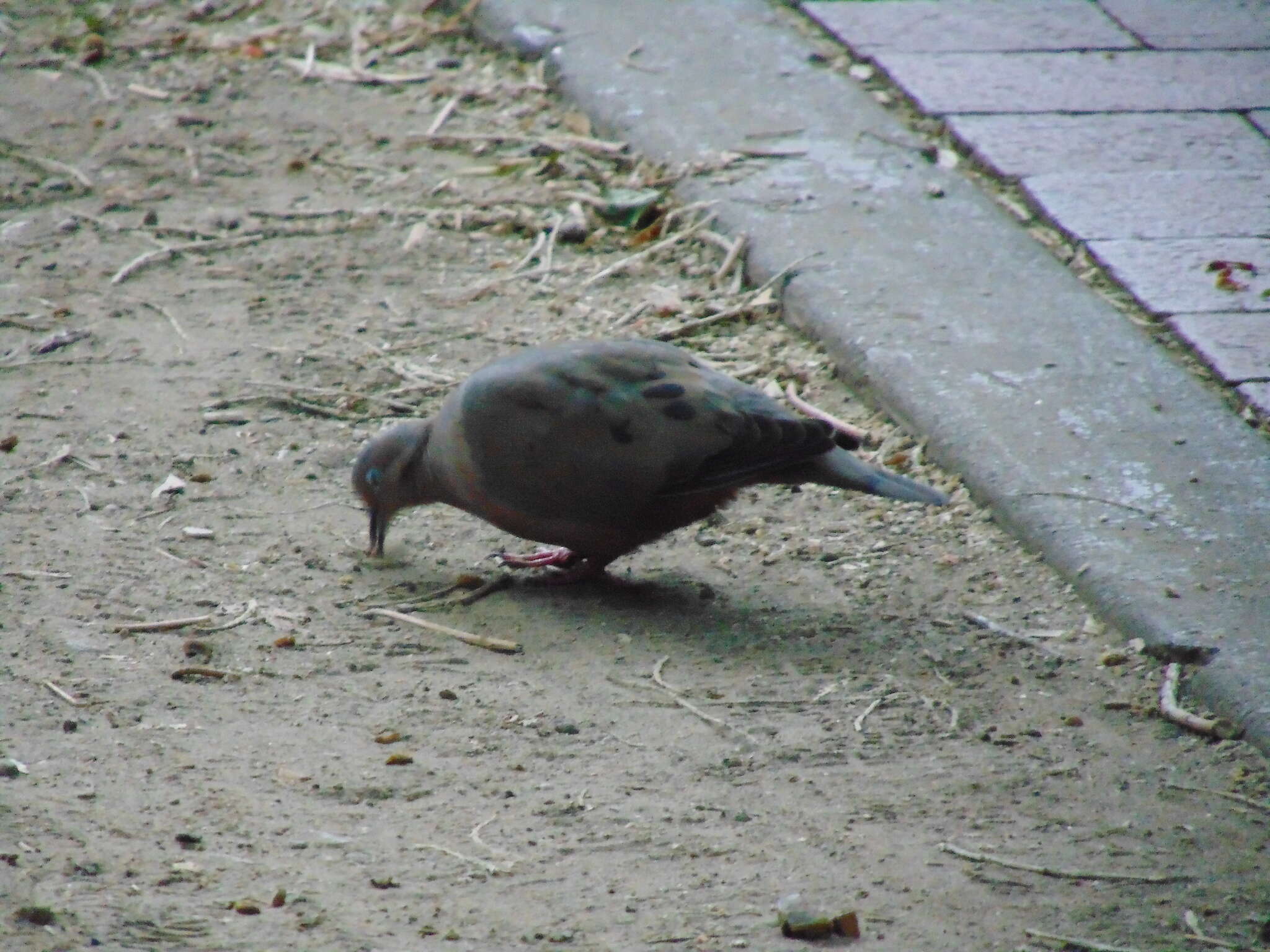 Image of Eared Dove